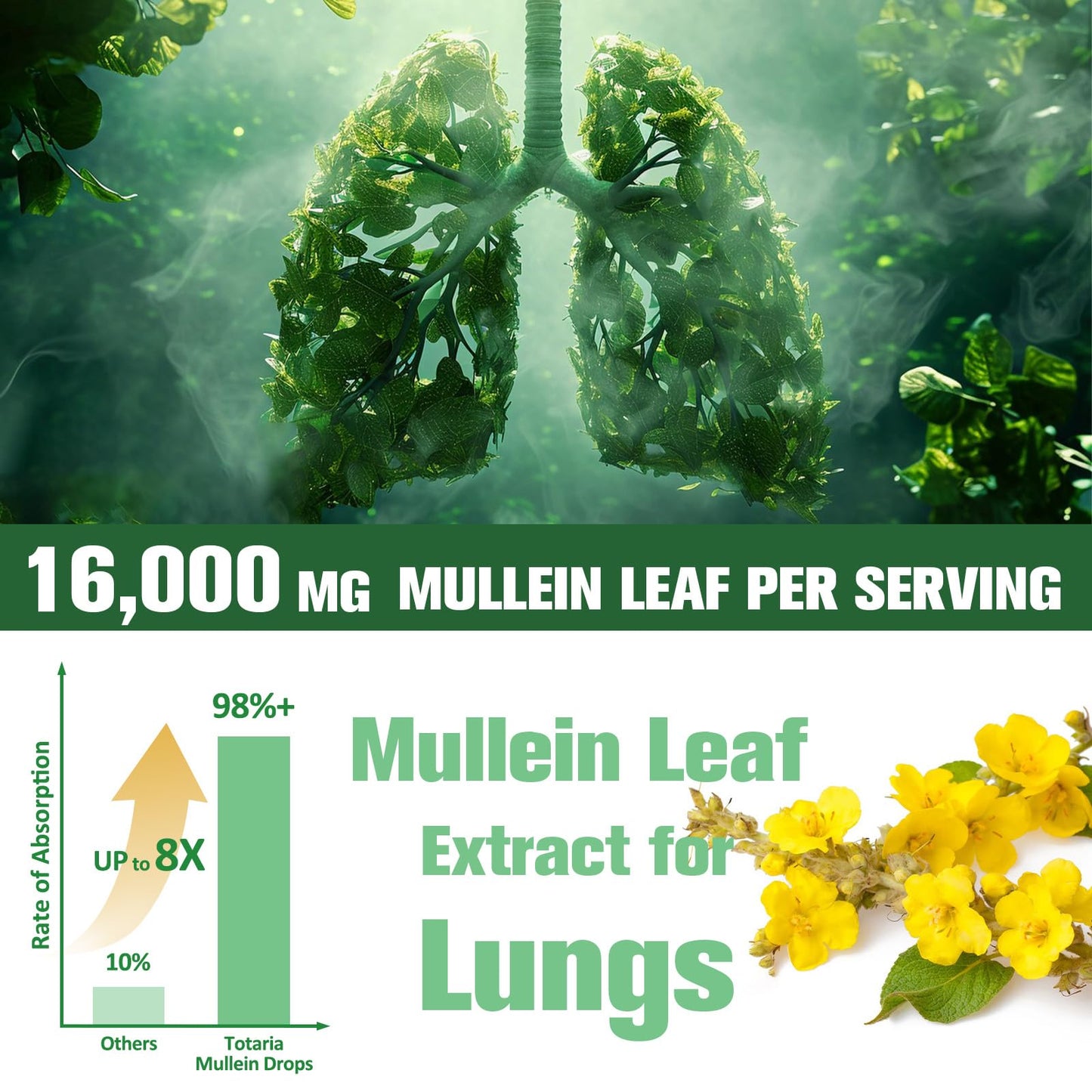 16-in-1 Mullein Drops for Lungs with Licorice & Marshmallow Root